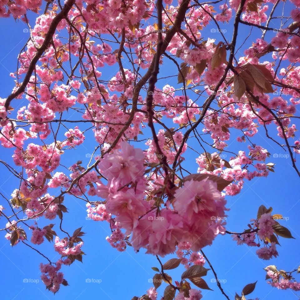 Cherry blossoms