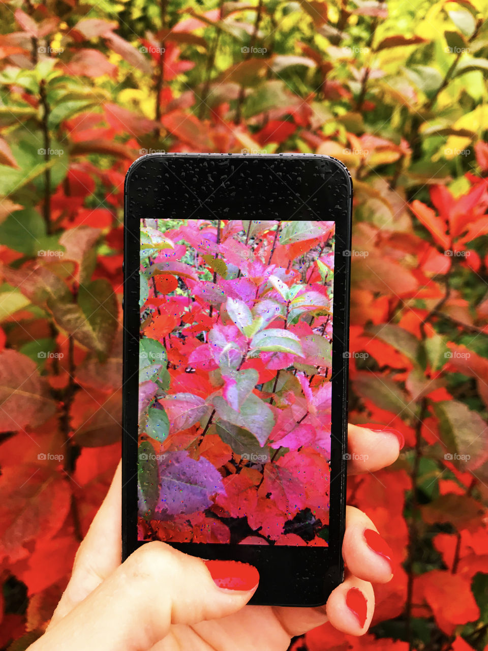 Female hand holding a mobile phone and taking a photo of autumn leaves under the rain 
