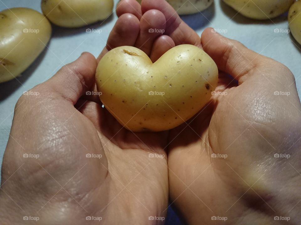 potato  heart-shaped on the hands vers. 4
