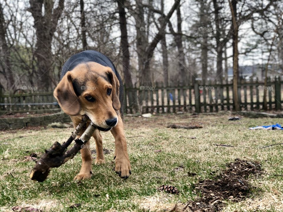 Dog plays fetch