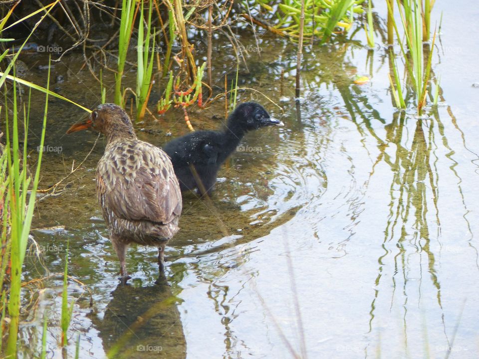 Clapper Rail mother and chick