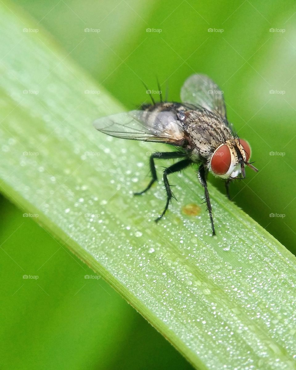 Fly, Insect, No Person, Pest, Nature