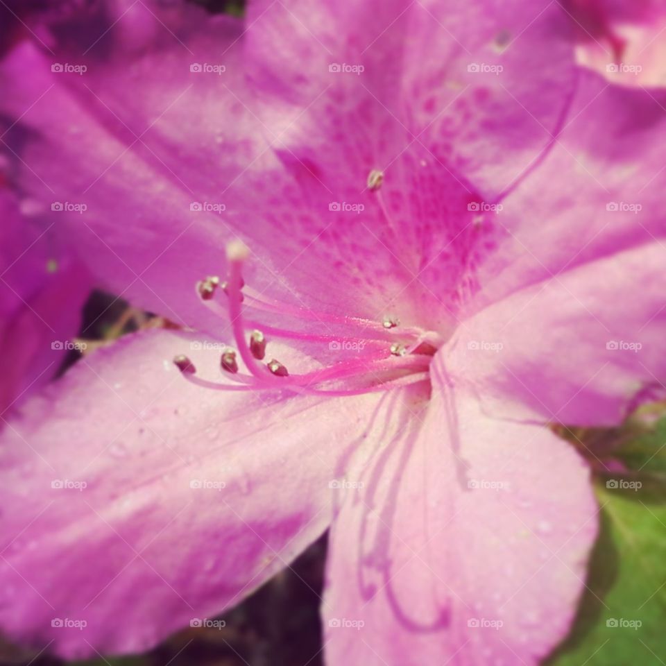 Pink Azalea 
