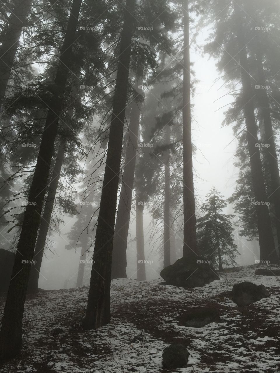 Giants in the Mist