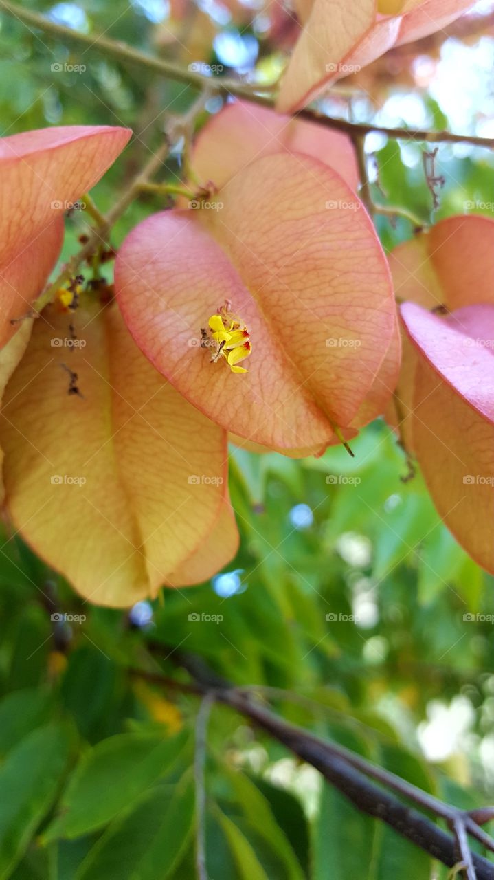 Nature, Leaf, No Person, Garden, Tree