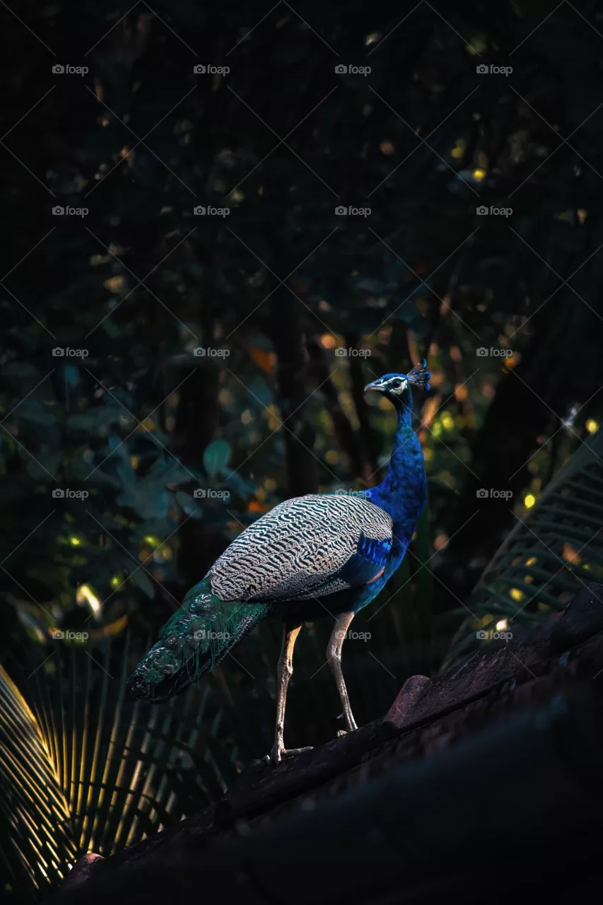 peacock is a shiny blue bird who fans out his large colorful iridescent tail feathers, especially when he's flirting with the peahens. A peacock is a male peafowl. A male peacock is more flamboyant than his female counterpart