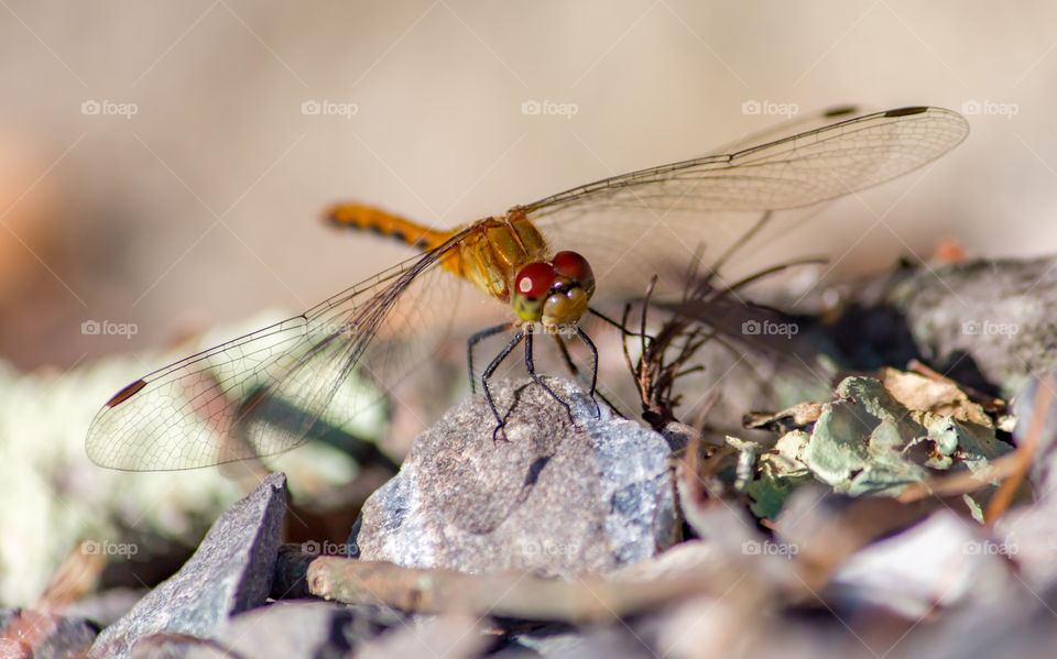 Close-up of dragonfly