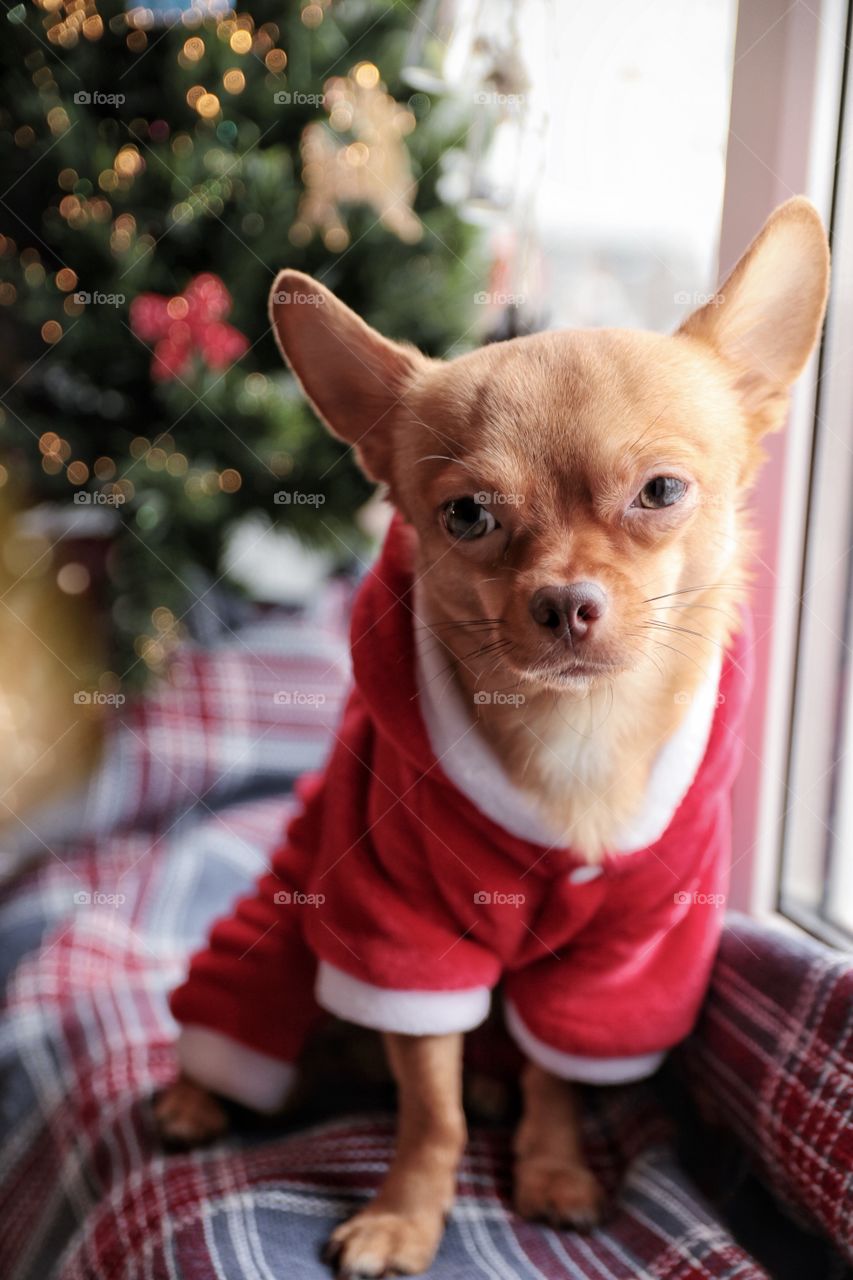 Santa Chihuahua 