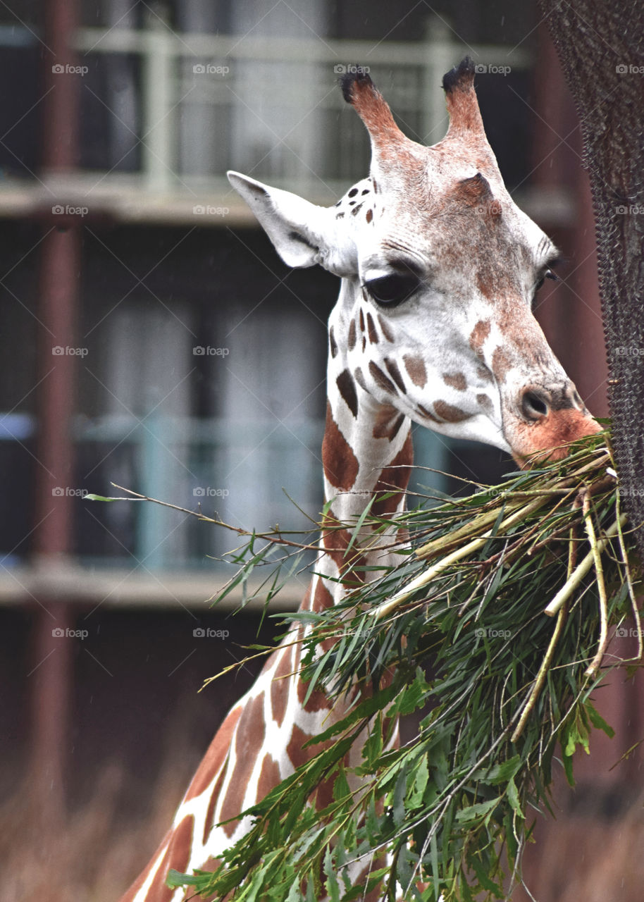 Disney's Animal Kingdom Giraffe