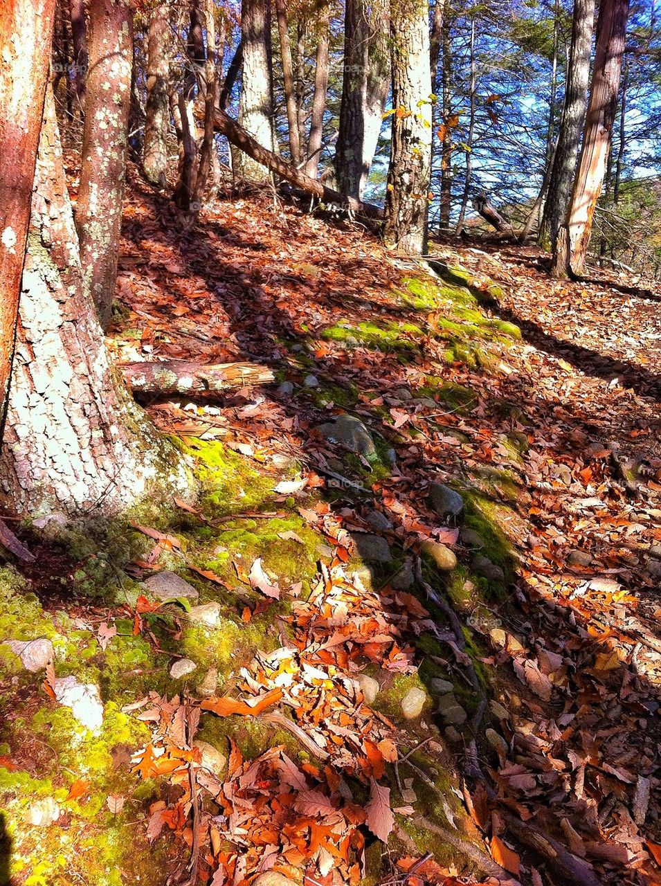 Paugussett State Forest Newtown, CT