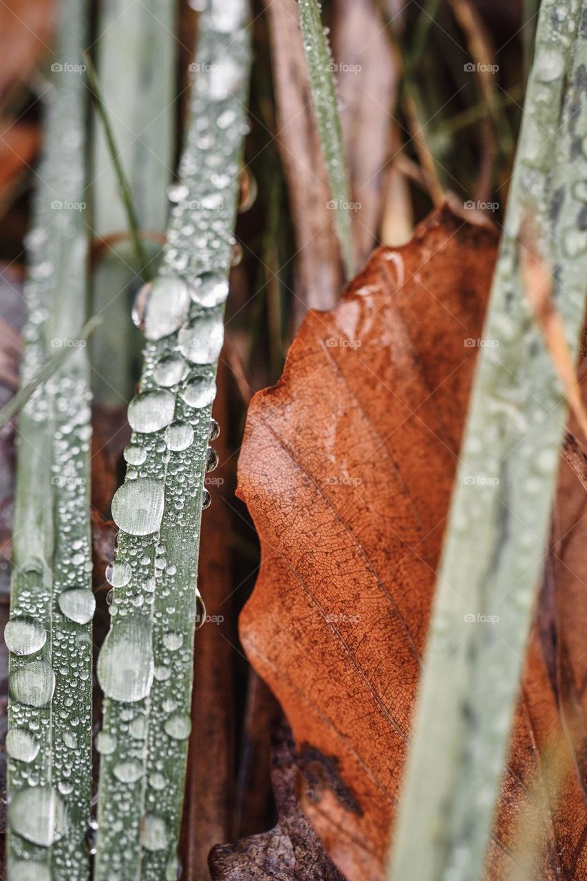 Closeup or macro of small water drops on leaf