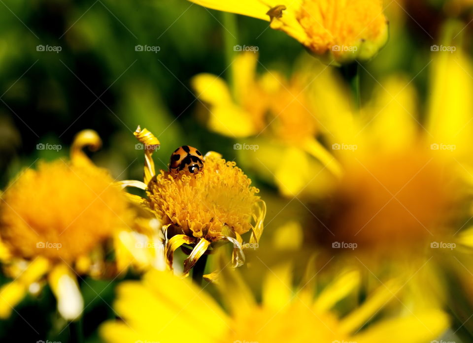 ladybug enjoys the yellow flowers