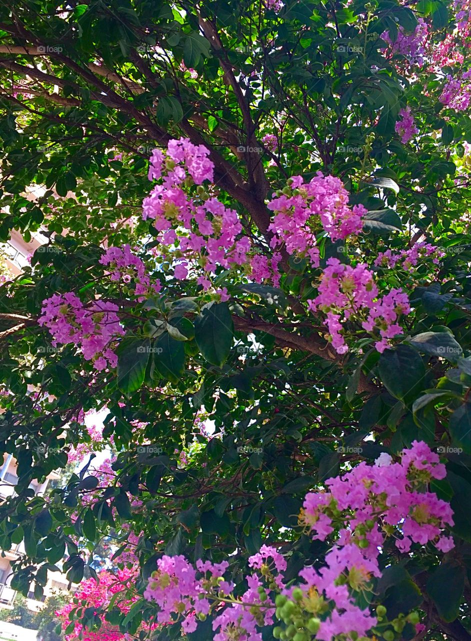 Low angle view of tree branch