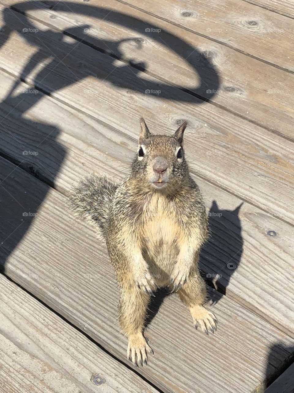 Squirrel portrait 