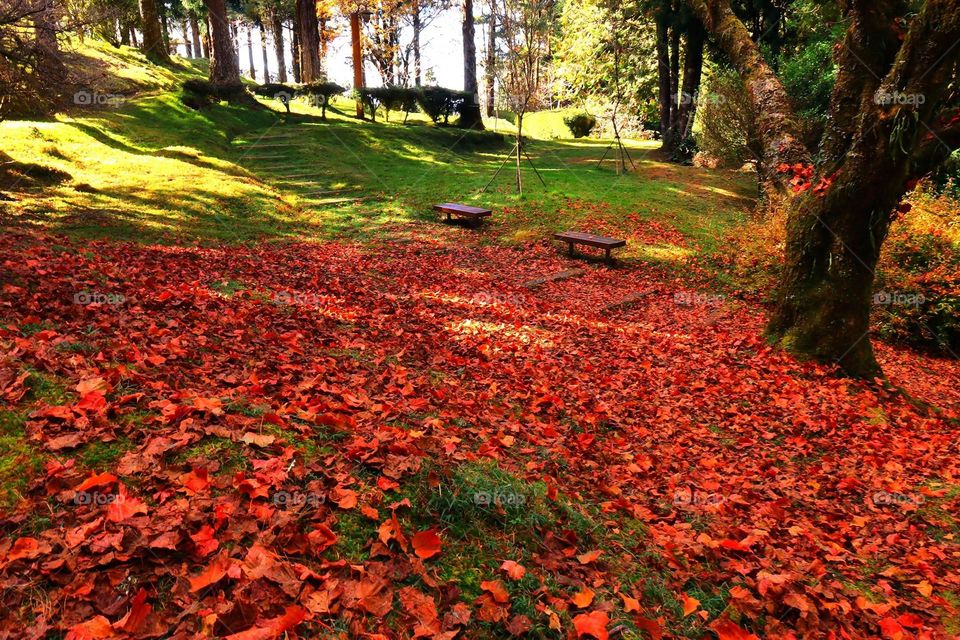 Beautiful forest and maple leaves scenery