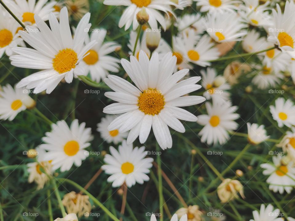 Close up shot of Marguerite daisy
