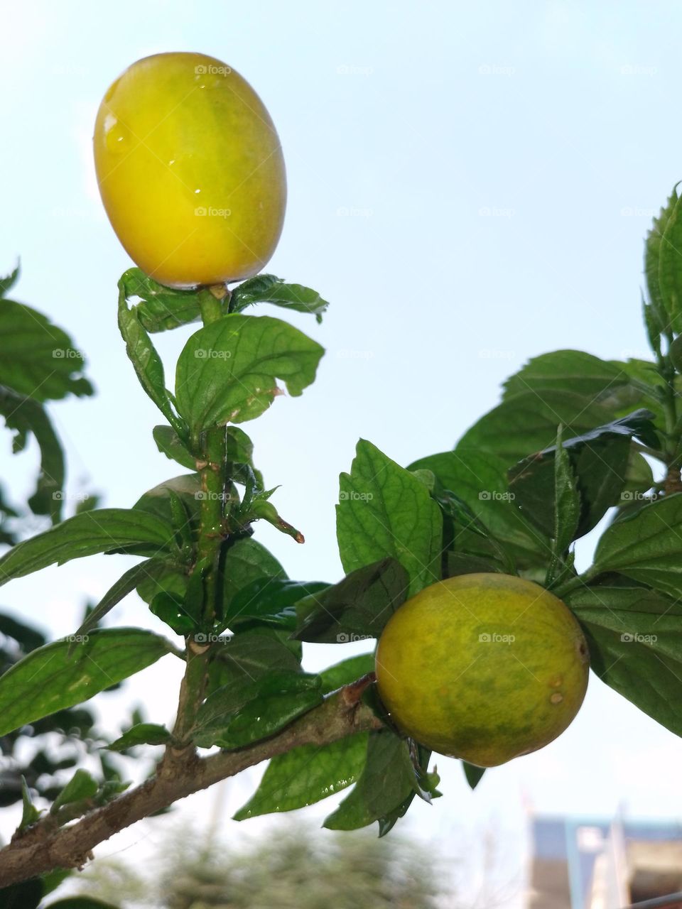 creative tree of flower