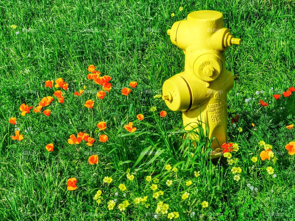 Yellow Fire Hydrant