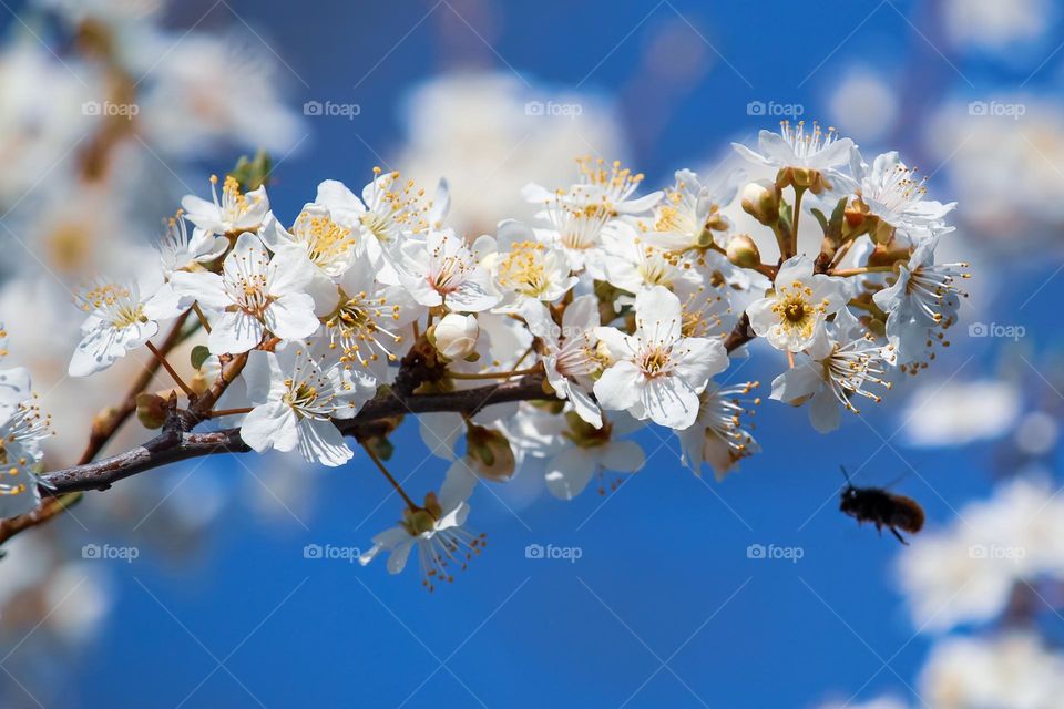 Plum tree blooming