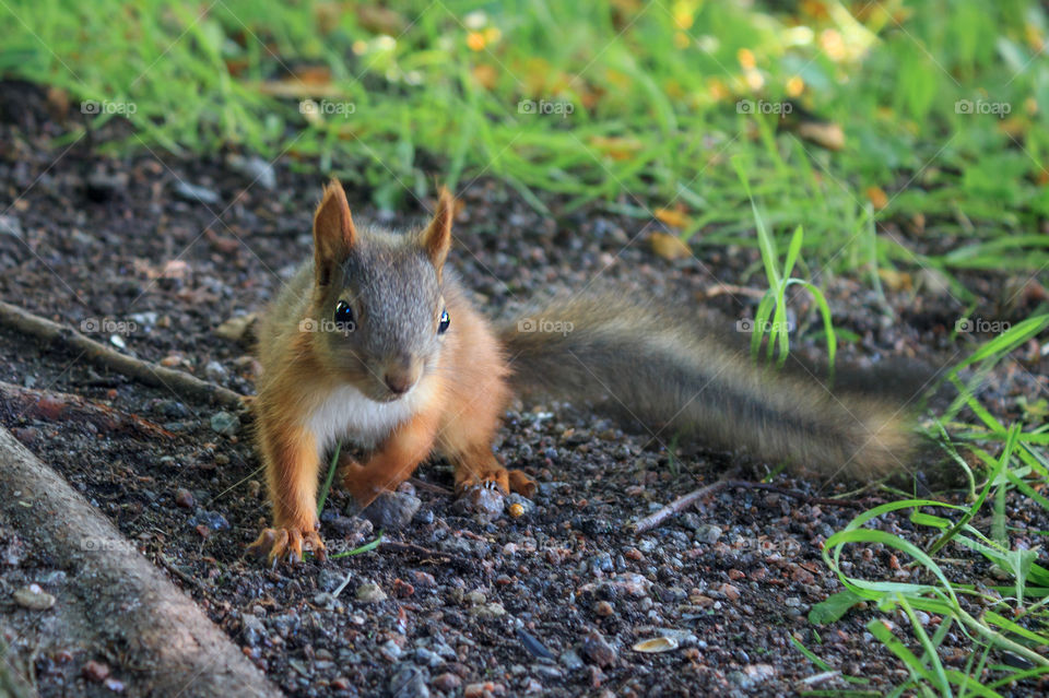 squirrel walking through the woods