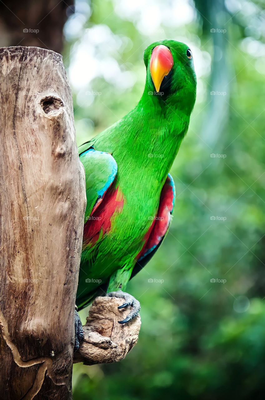 Close up image of a bird in this almost a parrot with green plumage.