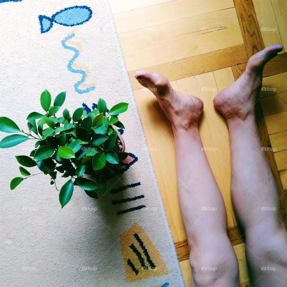 indoor plant ficus and female legs