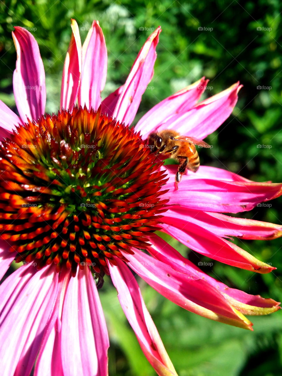 In the garden with flowers and pollinators! 🌼🐝🐞