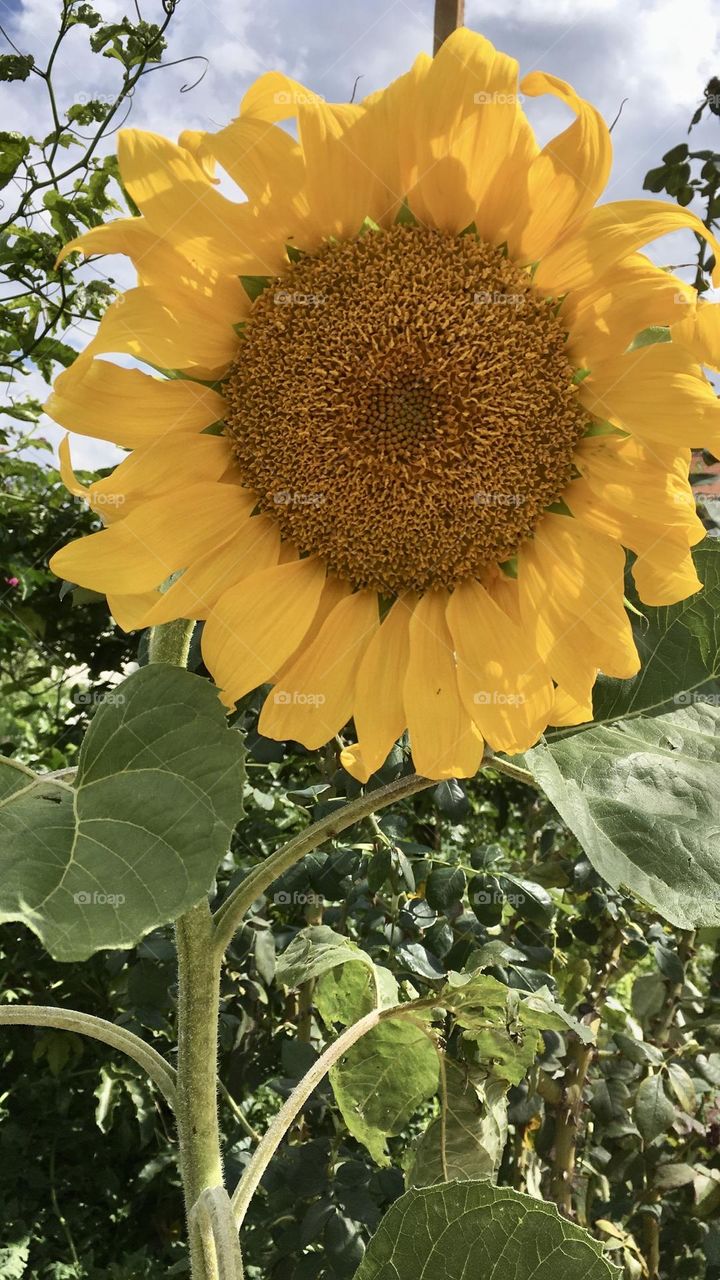 🌹 🇺🇸 Very beautiful flowers to brighten our day.  Live nature and its beauty. Did you like the delicate petals? / 🇧🇷 Flores muito bonitas para alegrar nosso dia. Viva a natureza e sua beleza. Gostaram das pétalas delicadas? 