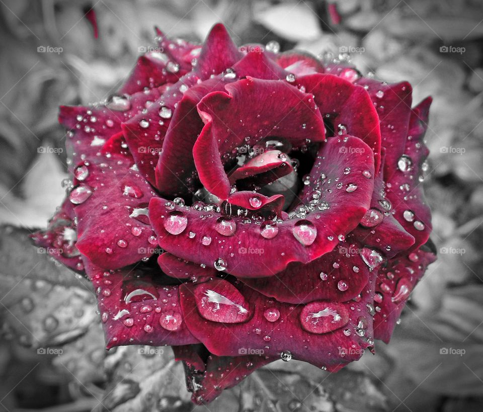 Red rose of Granada