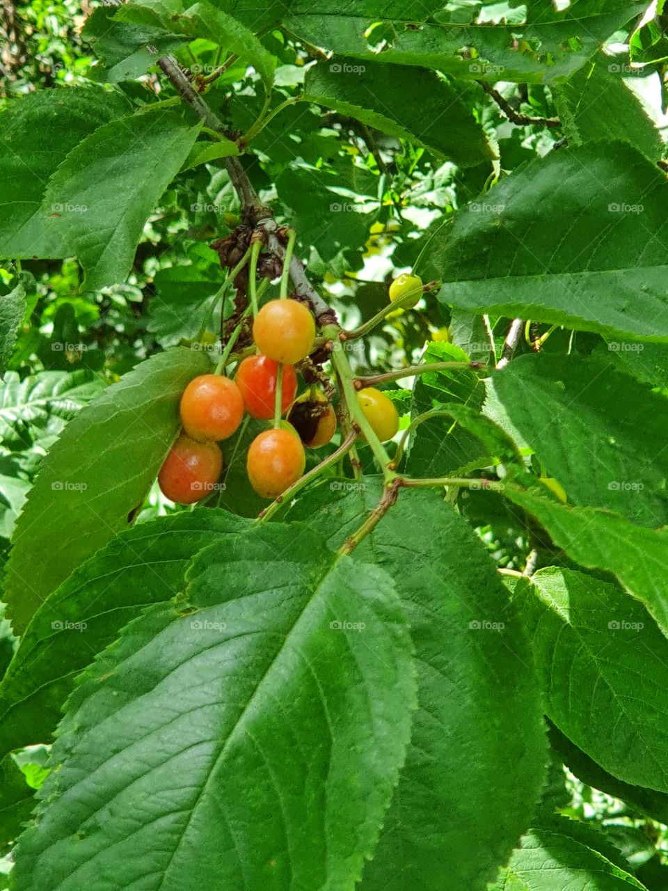 Wild cherry, Wildkirsche