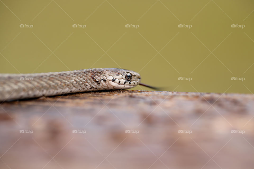 Wild snake in the backyard on a fence