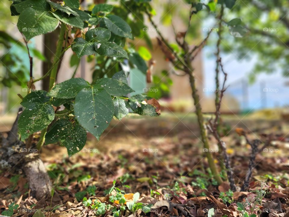 En el jardín de otoño