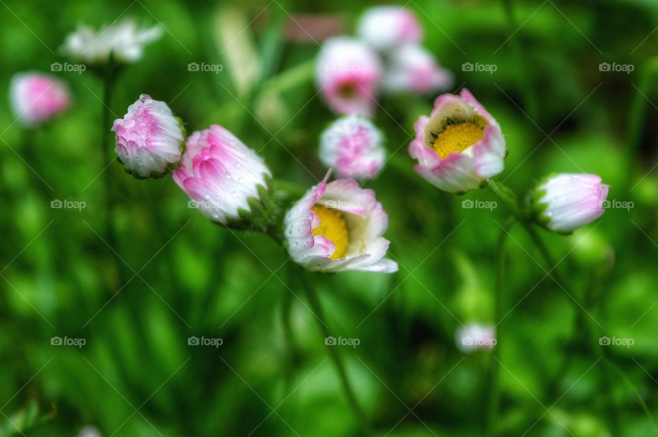 Nature, Flower, Flora, Garden, Summer