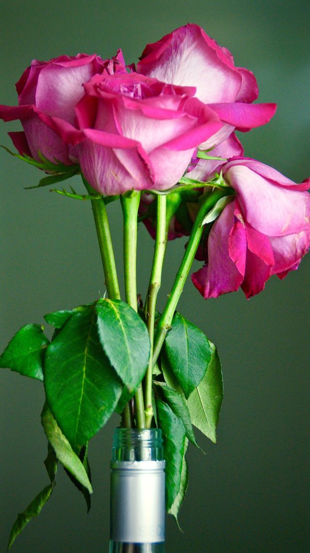 Rose Blush