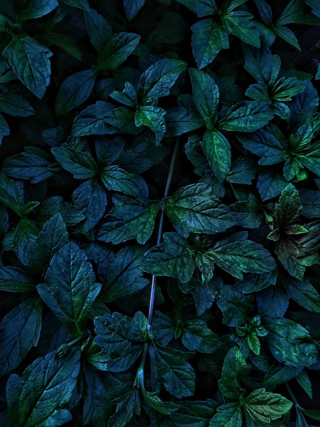 Wet green leaves. Shot at night.