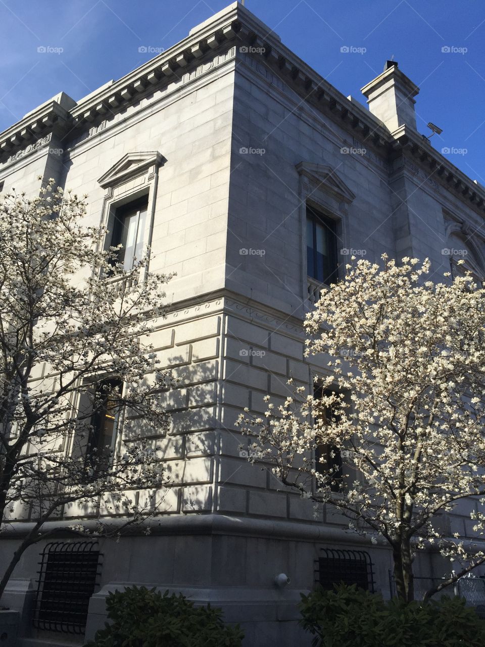 Federal courthouse spring blossoms 
