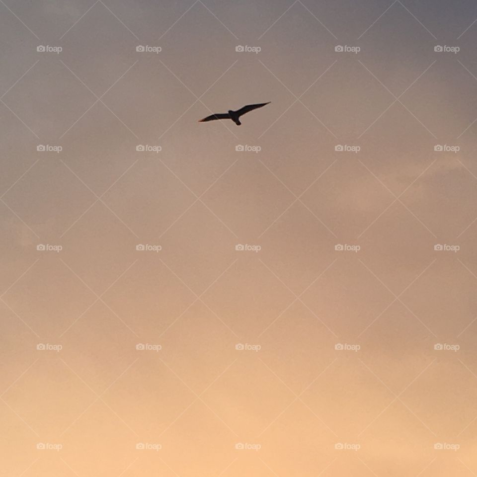 Sky macro colors bird