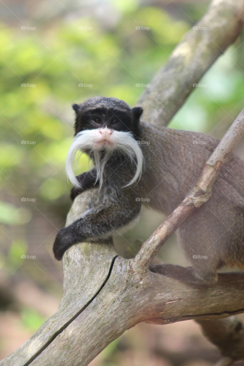 Emperor Tamarin monkey