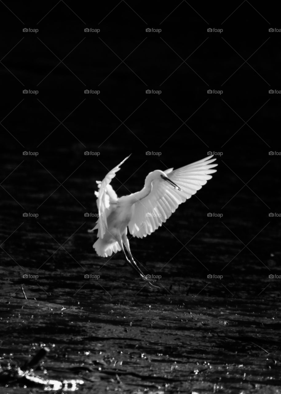 Egret in flight b/w