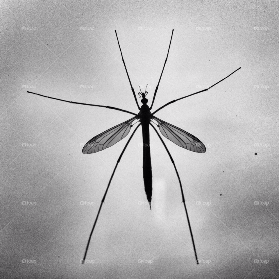 insect legs wings black and white by bencobb