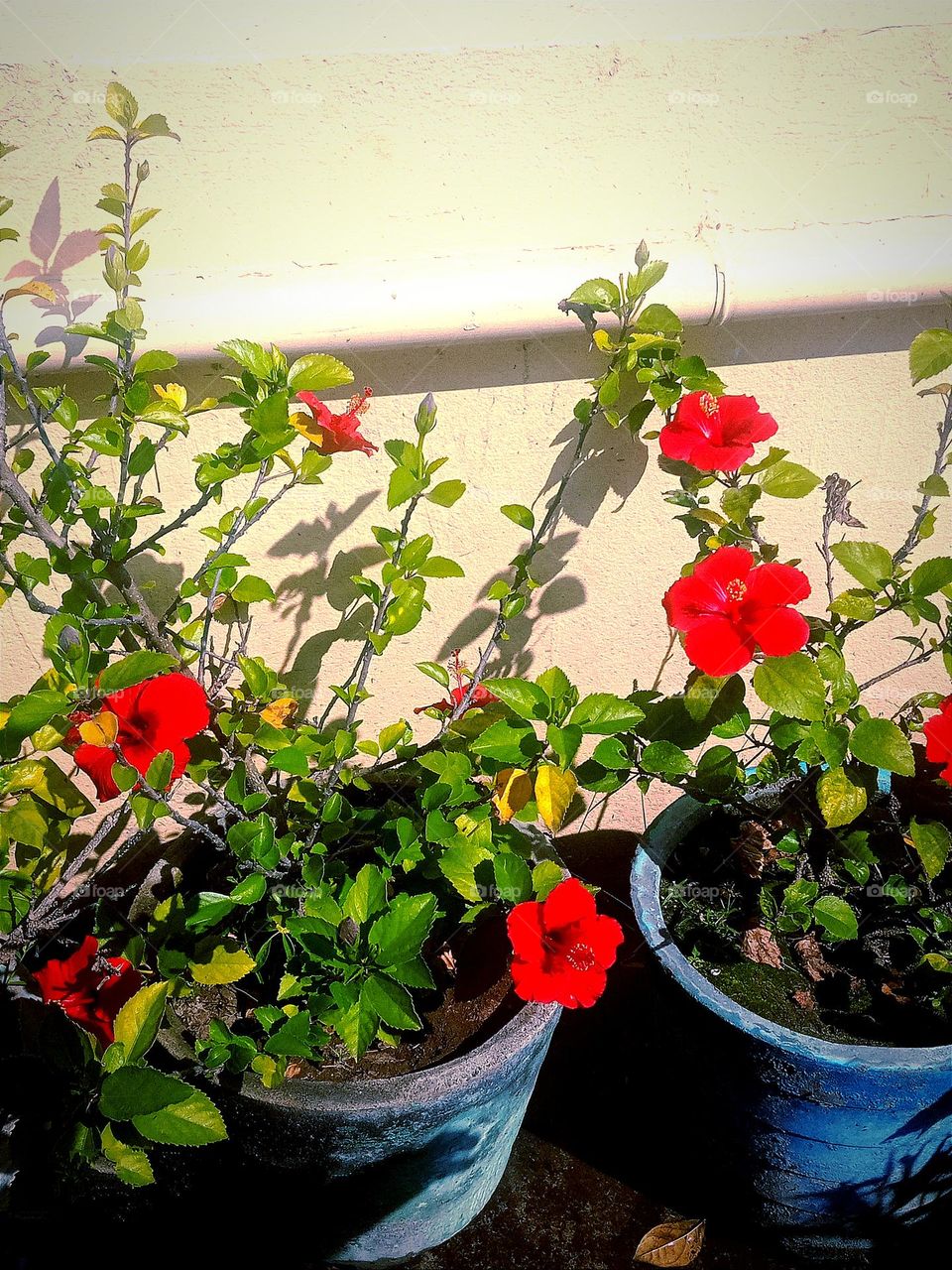 beautiful red hibiscus flowers🌸🌺🌻🌹🌷🌼💐 in our garden