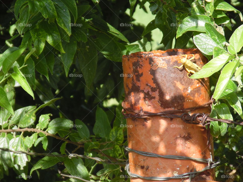 grasshopper. This is a picture of a grasshopper that I saw while out riding my bike 🚲 this weekend. 👣 🚶 🏃 🔥 💨