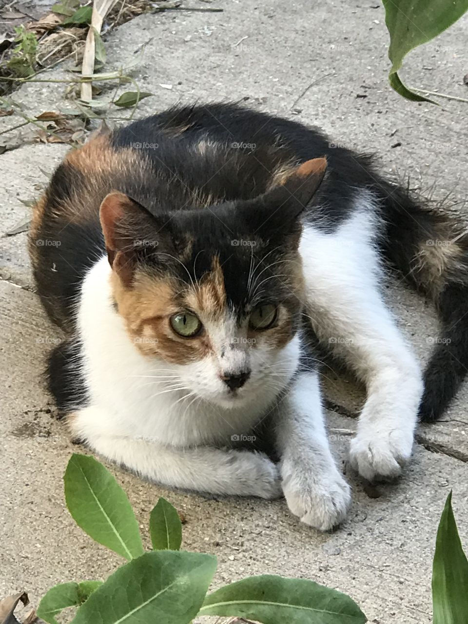 Staring Calico Cat