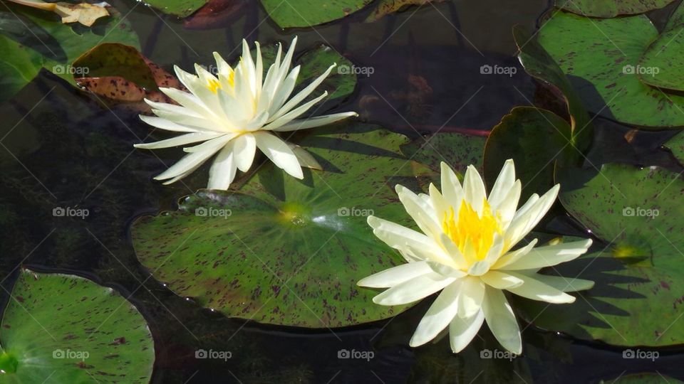 Pond Lilies
