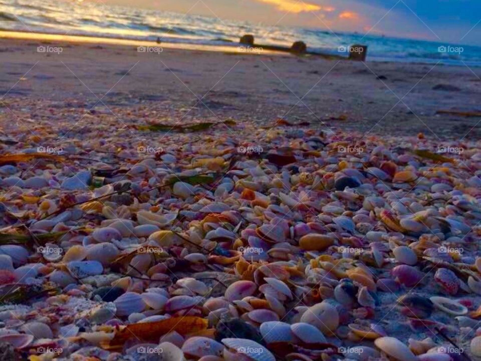 Seashells at sunset 