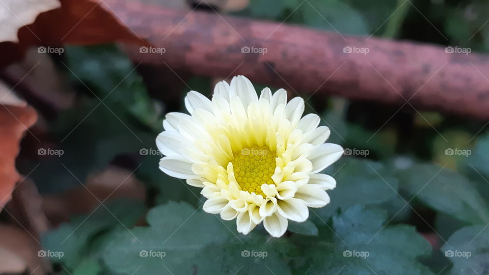 Amazing mix color flower