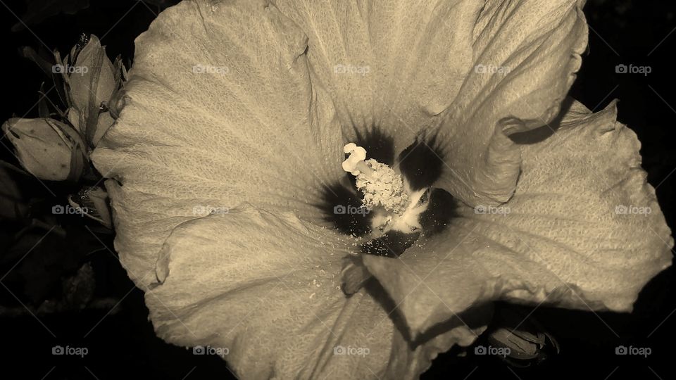Flower, Monochrome, One, No Person, People