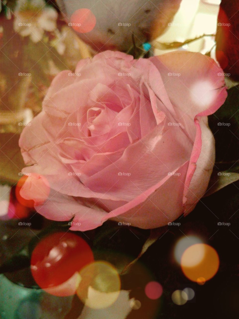 This is a rose given to me after my 1st theatrical comedy by my sweet boyfriend, it was the 1st play he had attended for mine & said it was like he was really taken to another place; so here is a blossoming magical pink rose