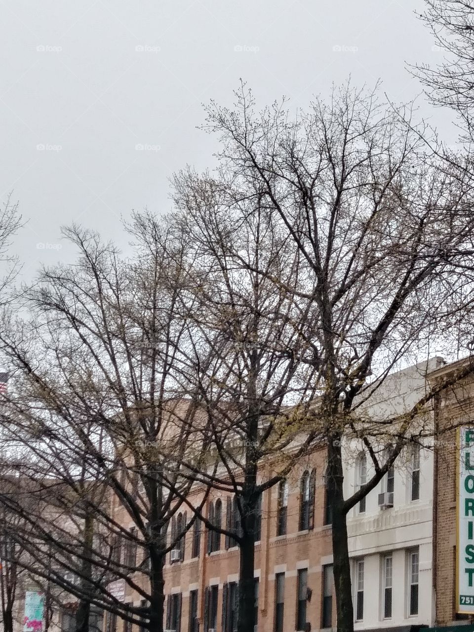 trees on a brownstone lined street