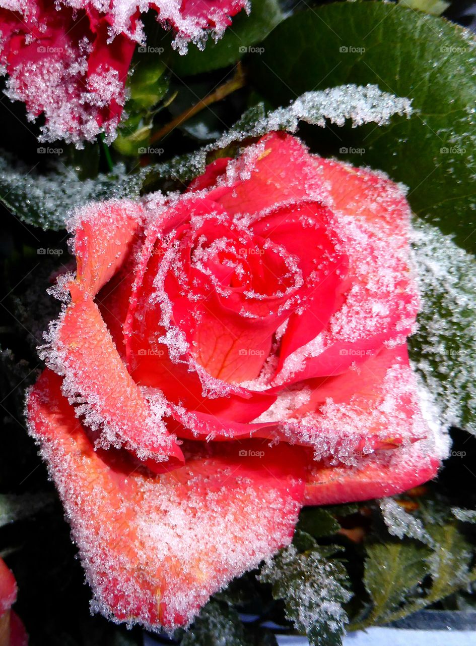 Red frozen rose